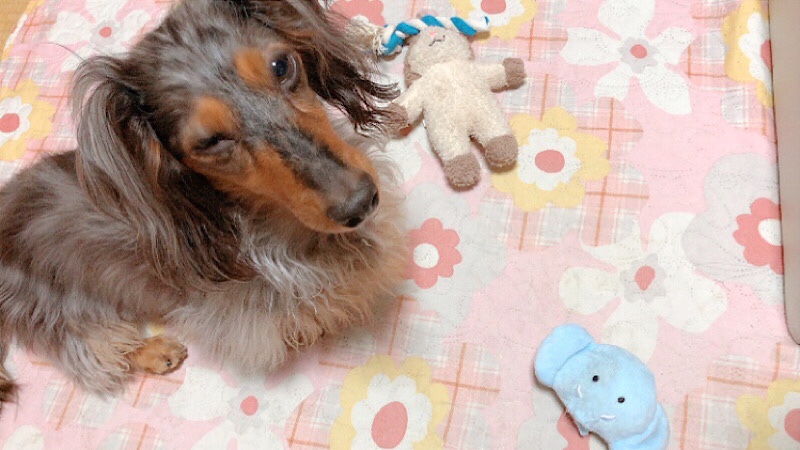 ミニチュアダックスと犬用おもちゃ