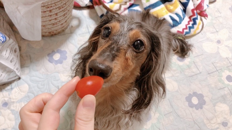 トマトを食べる犬