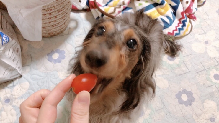 トマトを食べる犬