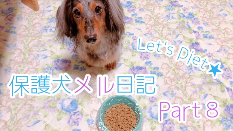 保護犬メル日記⑧】ロイヤルカナンのダイエットフードで減量成功