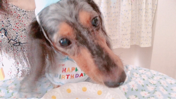 犬の誕生日