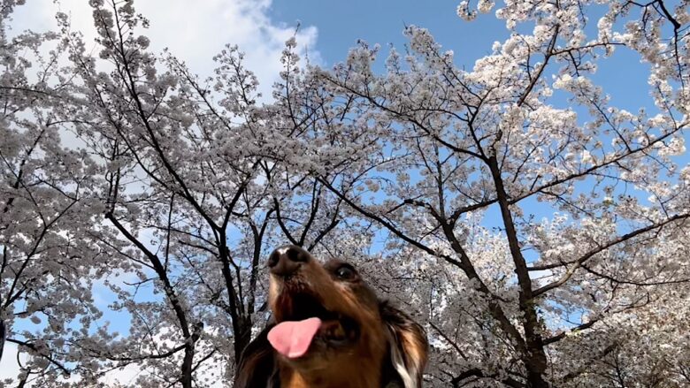 犬と桜