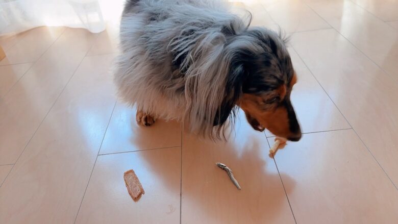 犬用おやつを食べるミニチュアダックス