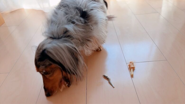 犬用おやつを食べるミニチュアダックス