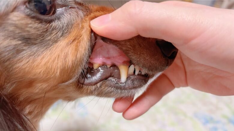 保護犬の歯