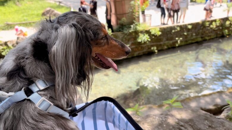 犬と那須旅行、南ヶ丘牧場