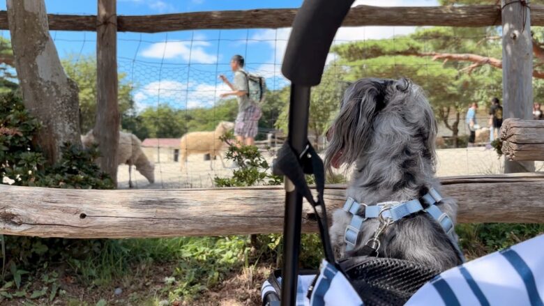 犬と那須旅行、南ヶ丘牧場