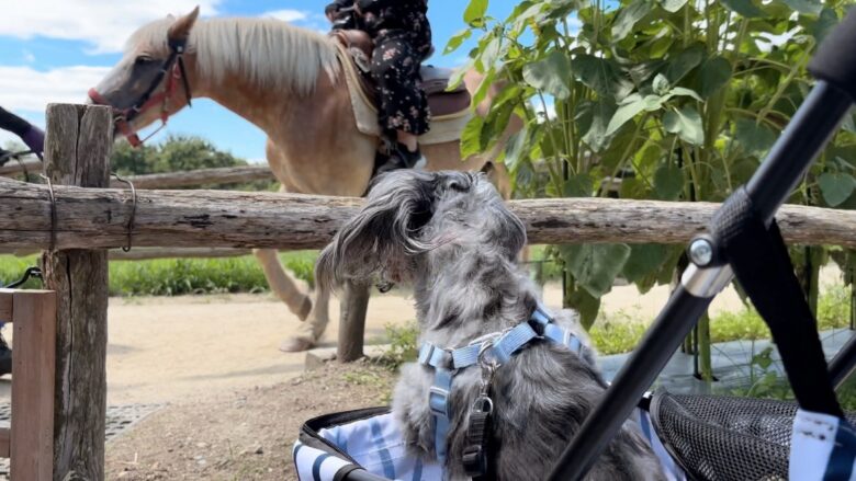 犬と那須旅行、南ヶ丘牧場