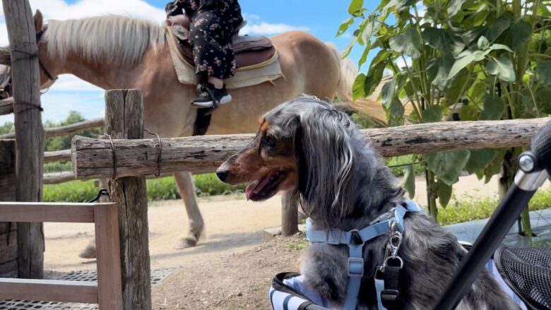 犬と那須旅行、南ヶ丘牧場