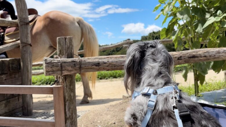 犬と那須旅行、南ヶ丘牧場