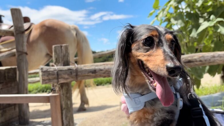 犬と那須旅行、南ヶ丘牧場