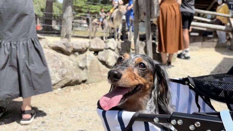 犬と那須旅行、南ヶ丘牧場