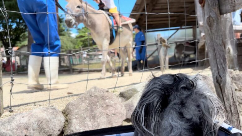 犬と那須旅行、南ヶ丘牧場