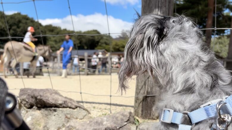 犬と那須旅行、南ヶ丘牧場