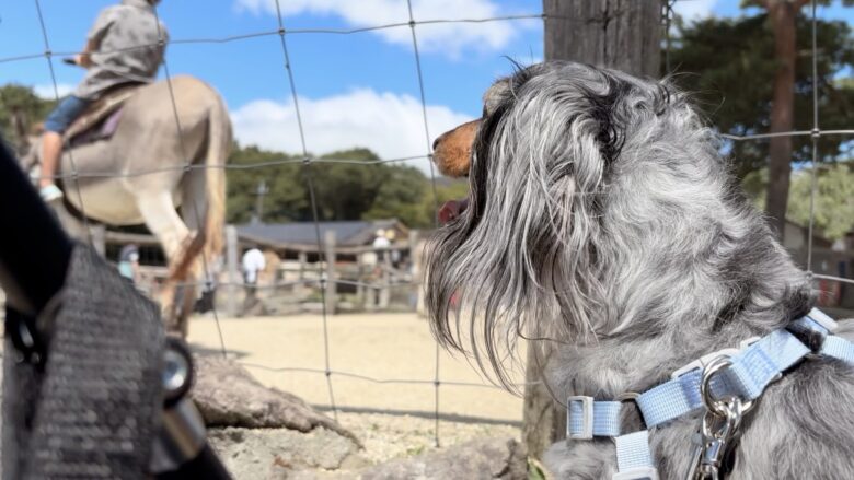 犬と那須旅行、南ヶ丘牧場