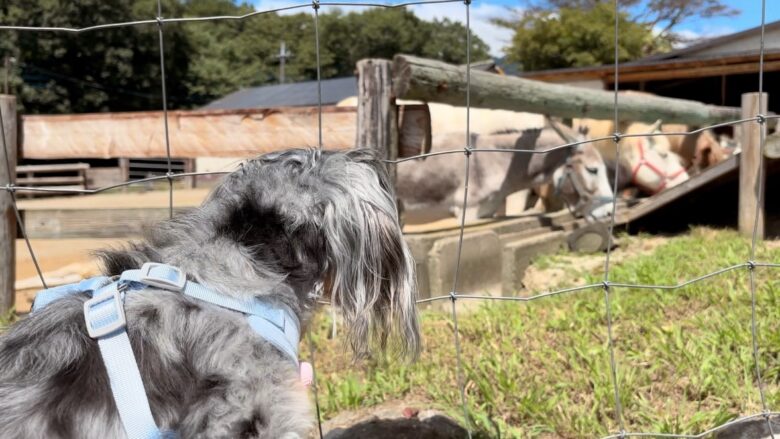 犬と那須旅行、南ヶ丘牧場