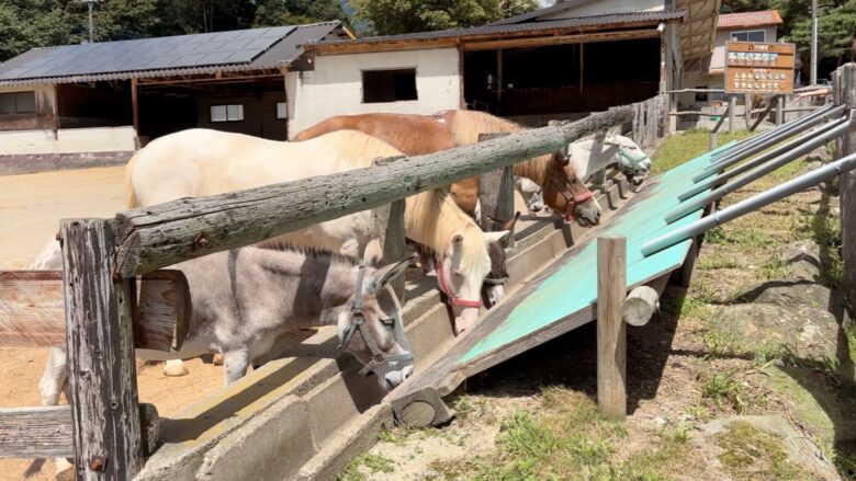 犬と那須旅行、南ヶ丘牧場