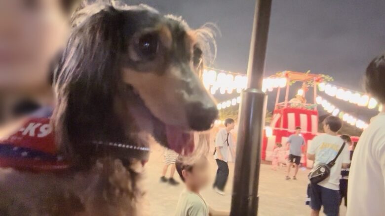 犬とお祭り