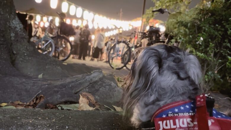 犬とお祭り