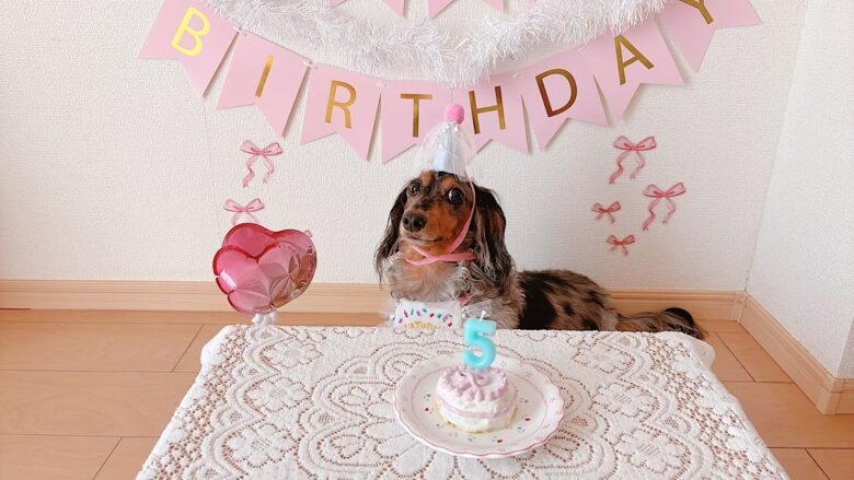 犬の誕生日パーティー