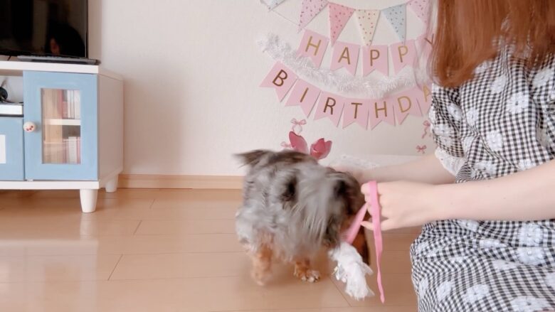 犬の誕生日パーティー