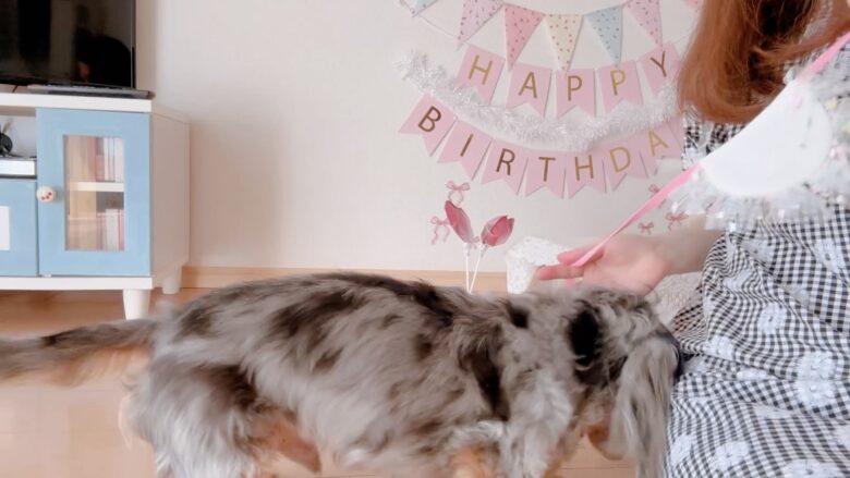 犬の誕生日パーティー