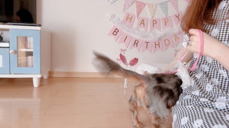 犬の誕生日パーティー