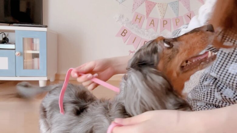 犬の誕生日パーティー