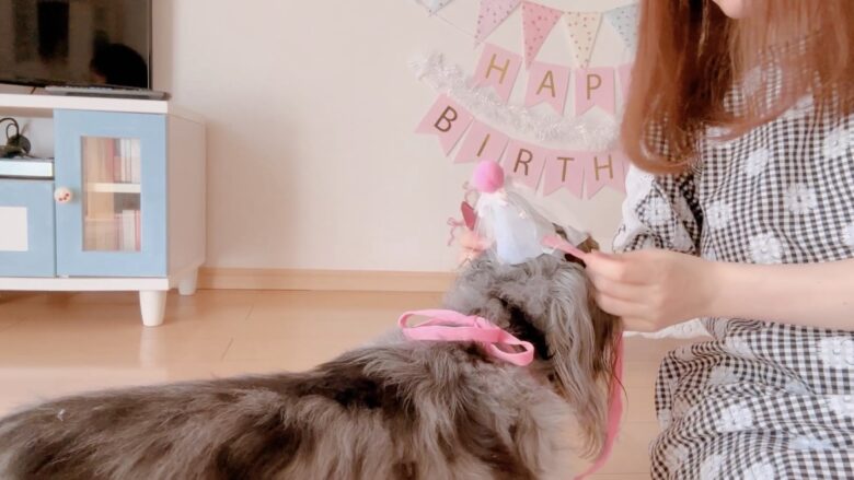 犬の誕生日パーティー