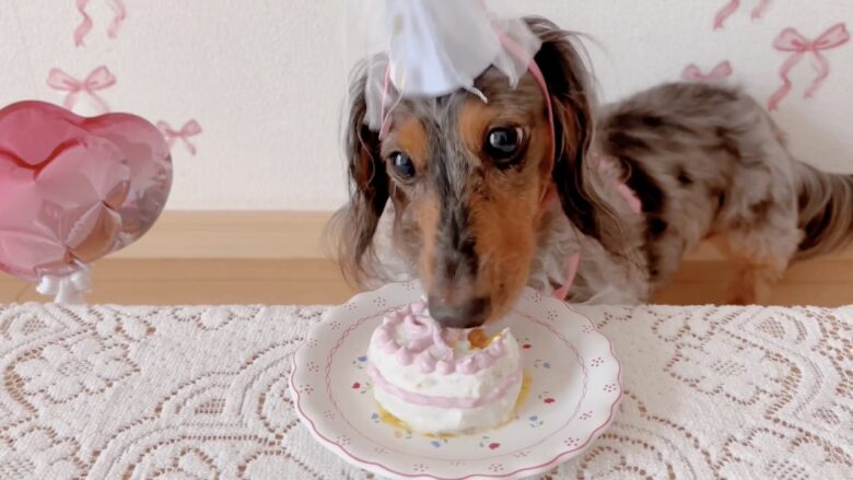 犬の誕生日パーティー