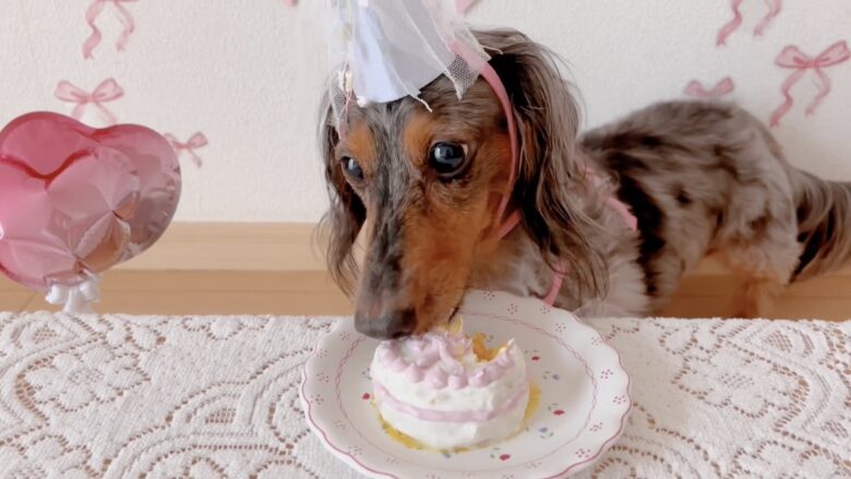 犬の誕生日パーティー