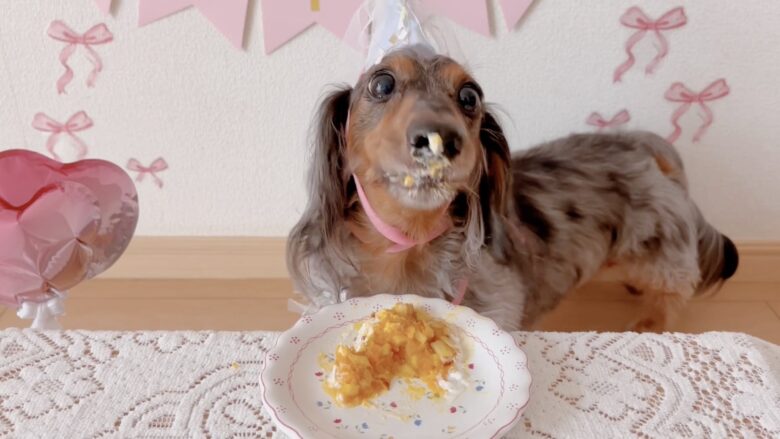 犬の誕生日パーティー