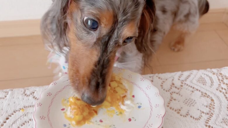 犬の誕生日パーティー