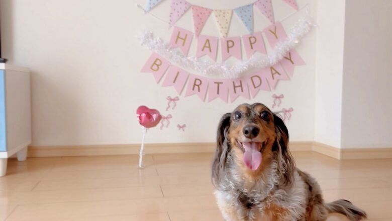 犬の誕生日パーティー