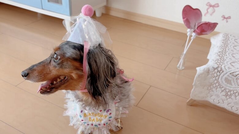 犬の誕生日パーティー