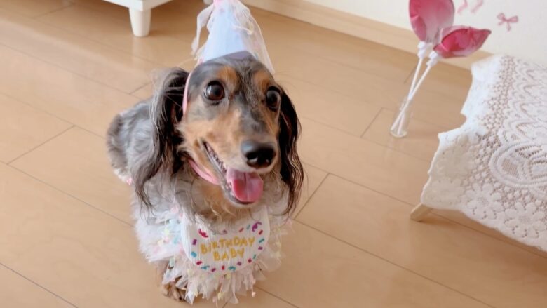 犬の誕生日パーティー