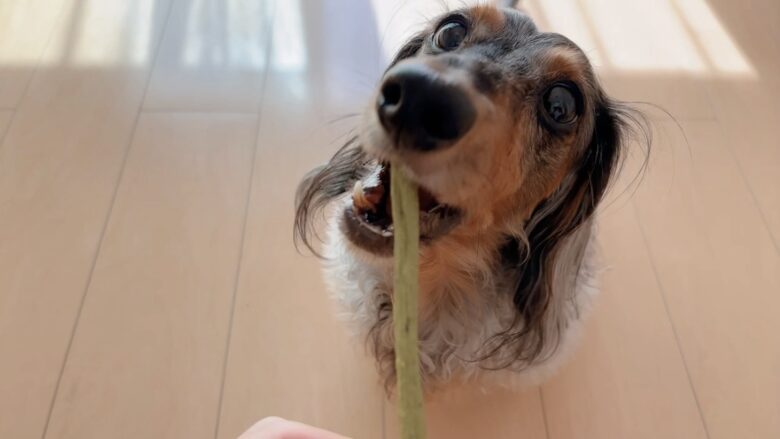 犬の歯磨きガム無添加