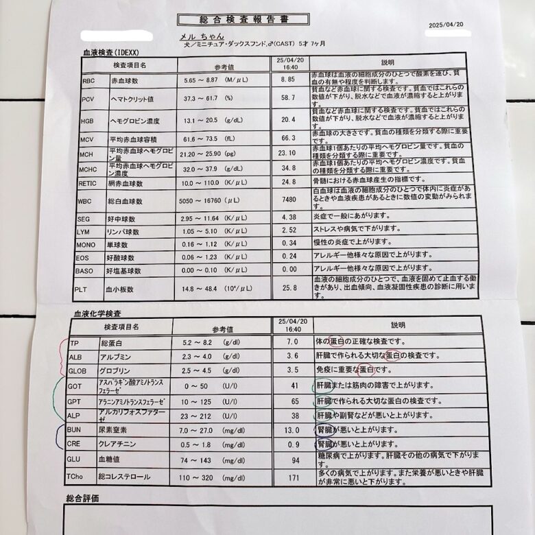 犬の健康診断