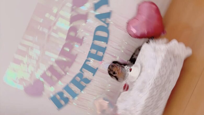 犬の誕生日パーティー