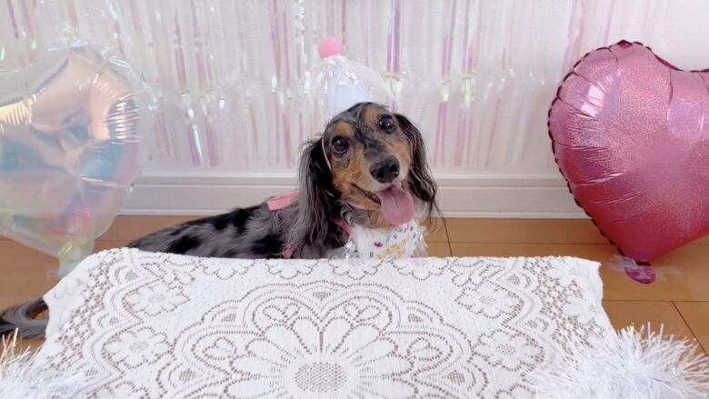 犬の誕生日パーティー