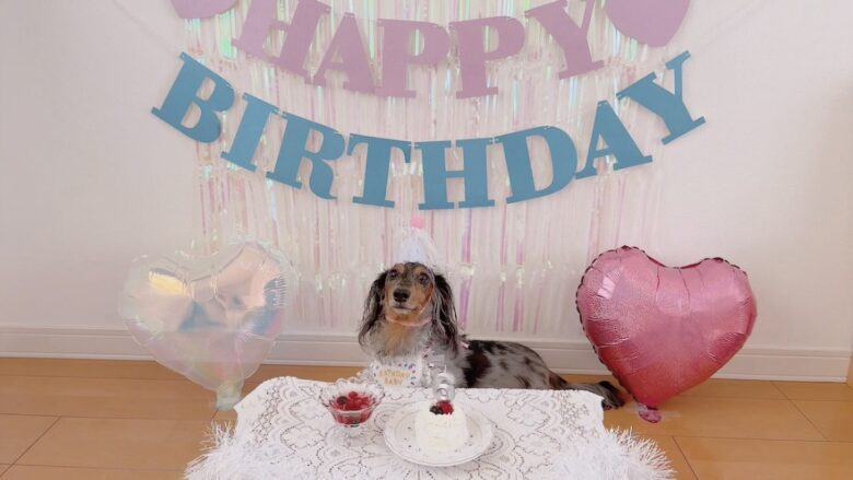 犬の誕生日パーティー
