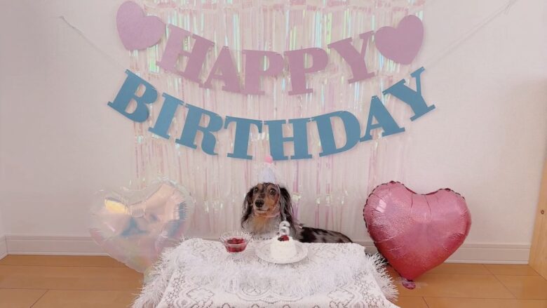 犬の誕生日パーティー