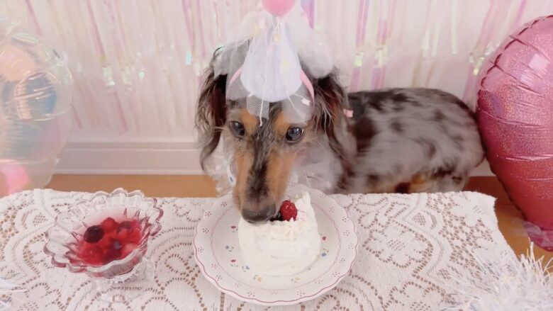 犬の誕生日パーティー