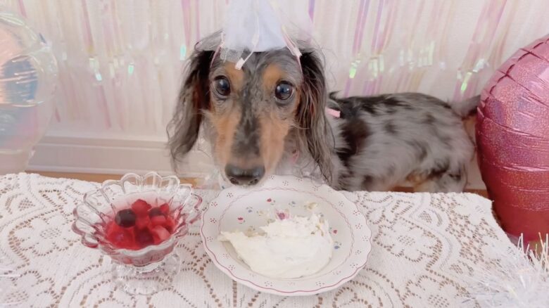 犬の誕生日パーティー