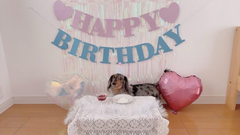 犬の誕生日パーティー
