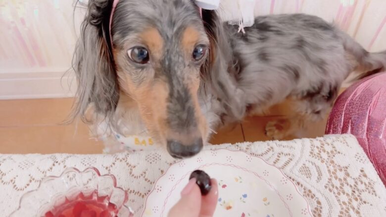 犬の誕生日パーティー