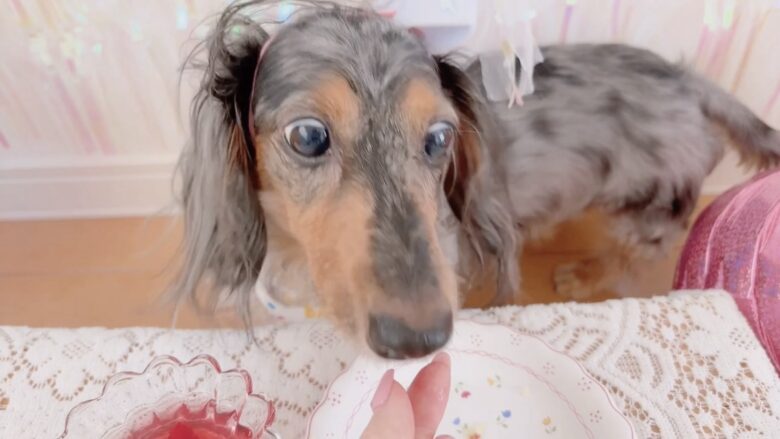 犬の誕生日パーティー