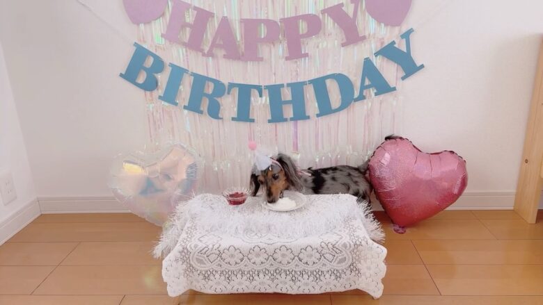 犬の誕生日パーティー