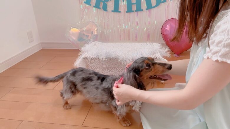 犬の誕生日パーティー