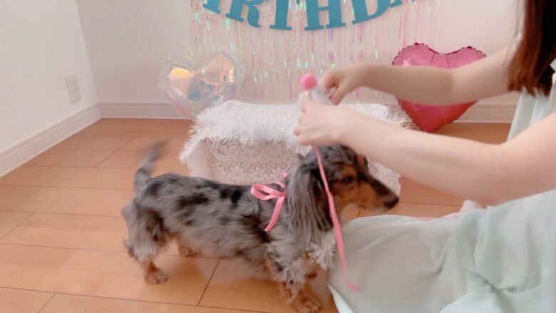 犬の誕生日パーティー